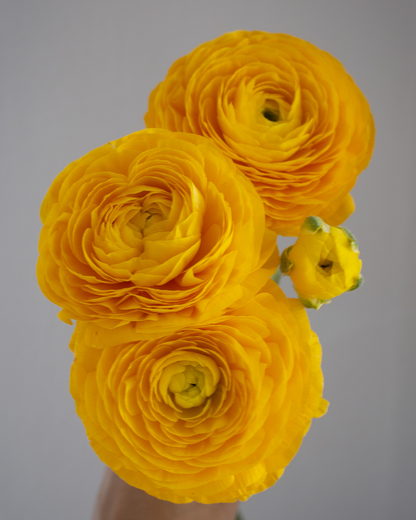 Ranunculus Giallo