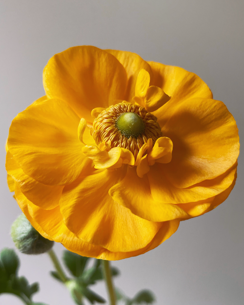 Ranunculus Giallo