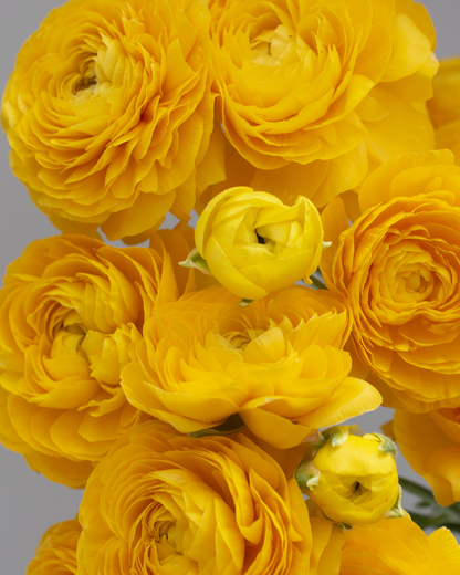 Ranunculus Giallo