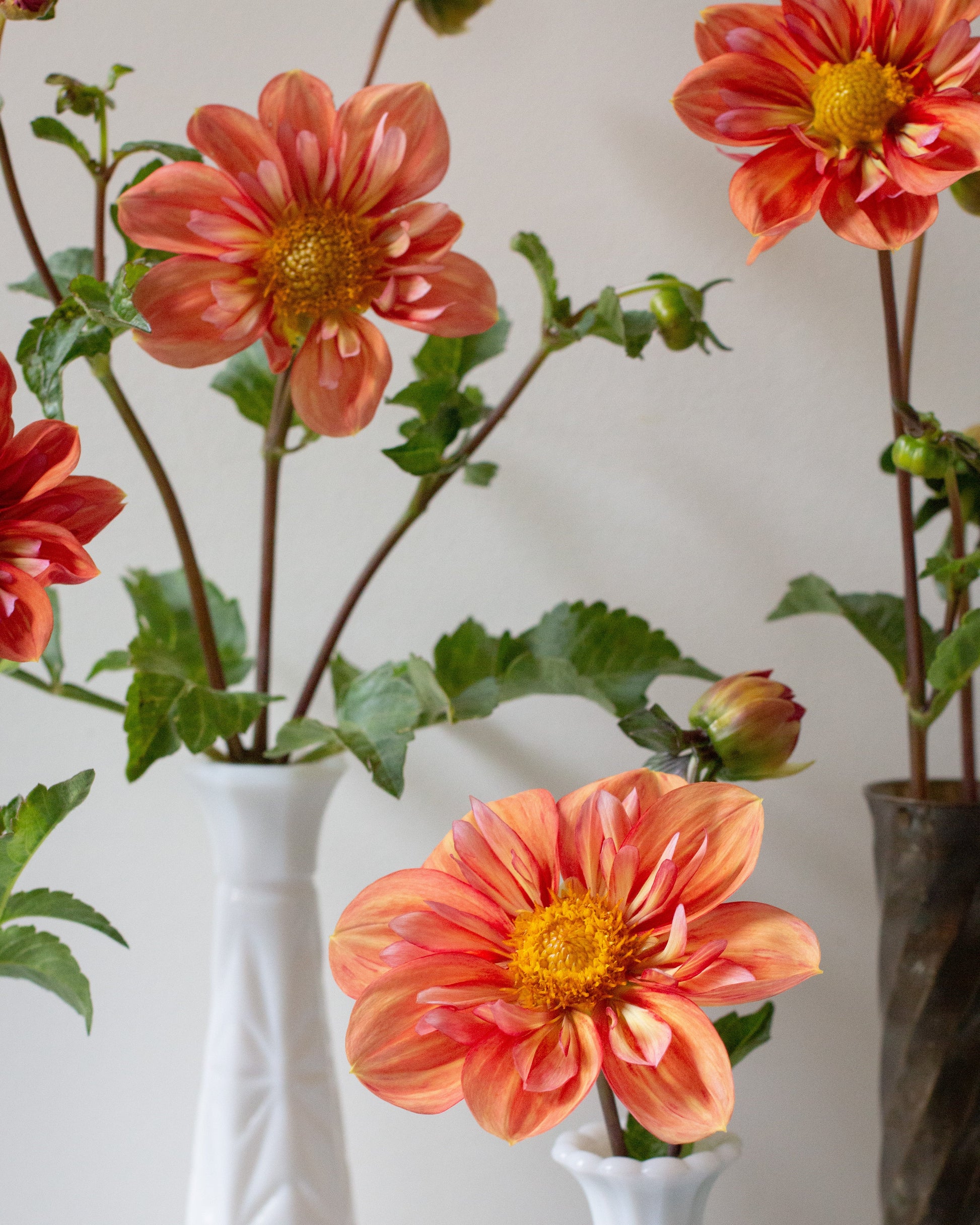 Ornamental dahlia flowers in shades of orange, coral, and red with yellow centers, displayed in white and dark textured vases against a light neutral background.