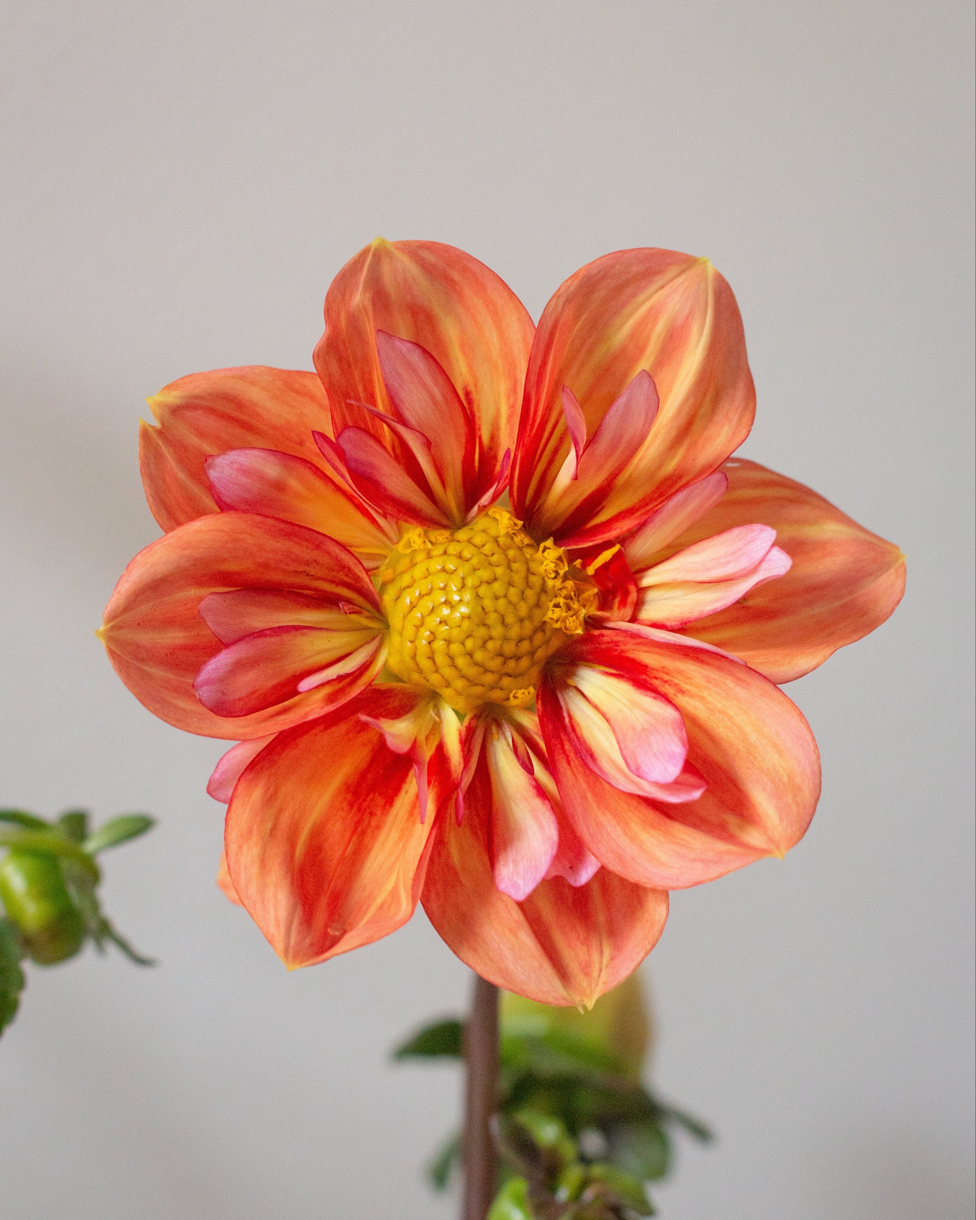 A single dahlia flower in bloom with orange, pink, and yellow petals, shown against a plain light gray background with blurred green leaves and buds below.