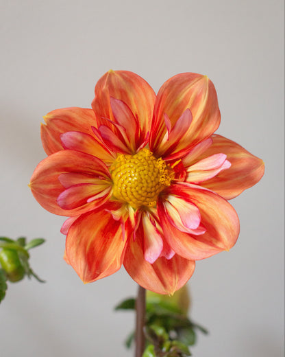 A single dahlia flower in bloom with orange, pink, and yellow petals, shown against a plain light gray background with blurred green leaves and buds below.