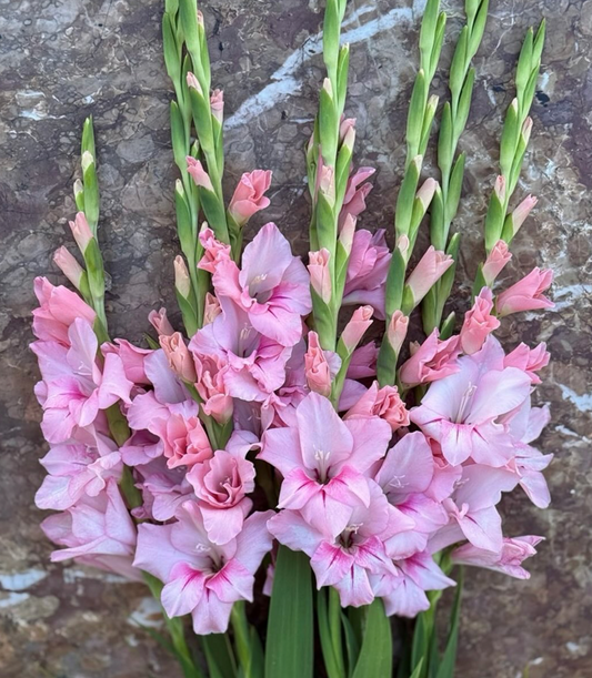Gladiolus Adrenalin
