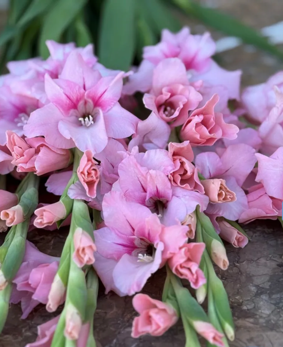 Gladiolus Adrenalin