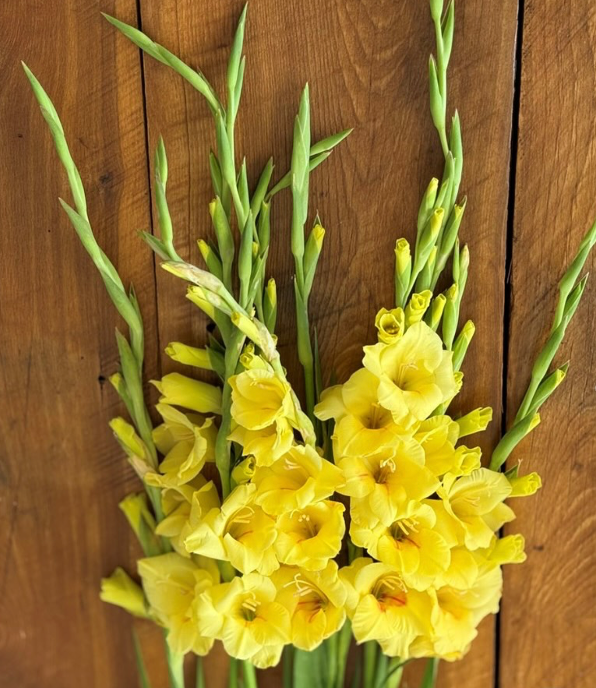 Gladiolus Bananarama