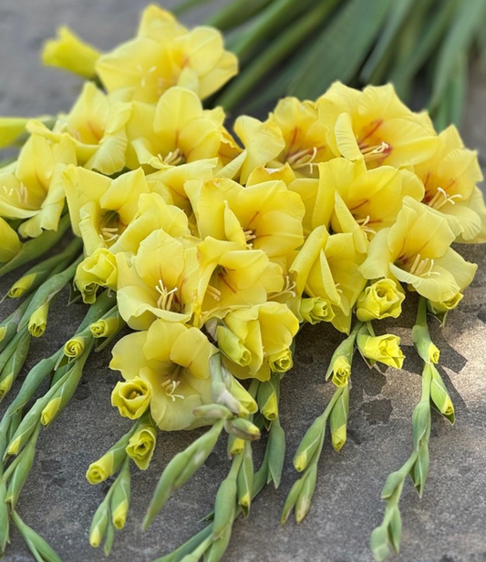 Gladiolus Bananarama