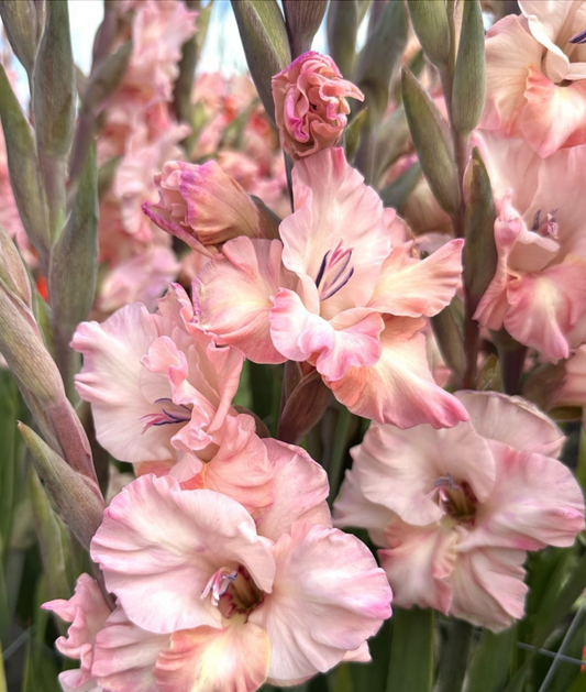 Gladiolus Cherry Candy