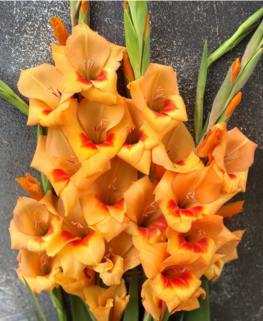 Gladiolus Flevo Beach