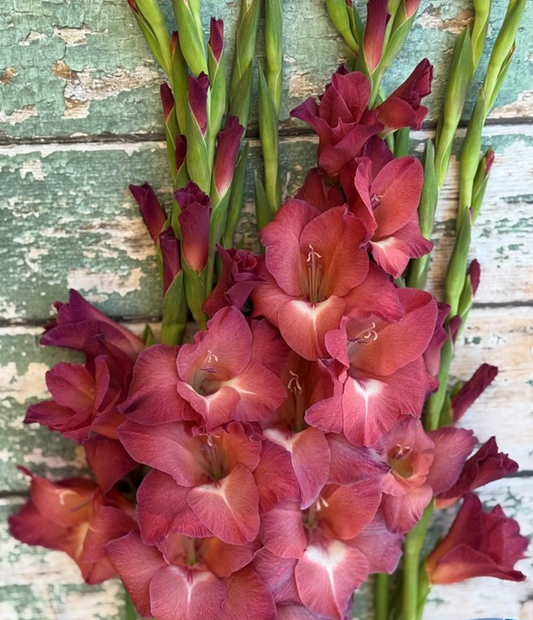 Gladiolus Indian Summert