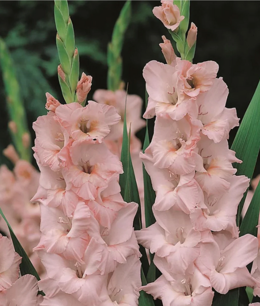 Gladiolus Jarama