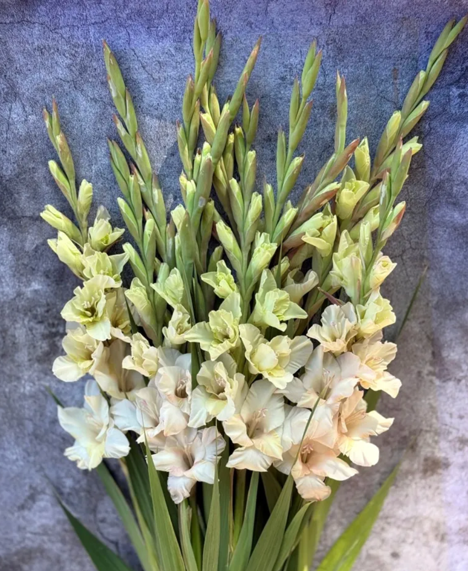 gladiolus flower seeds Gladiolus Jean Harlow – The Dahlia House