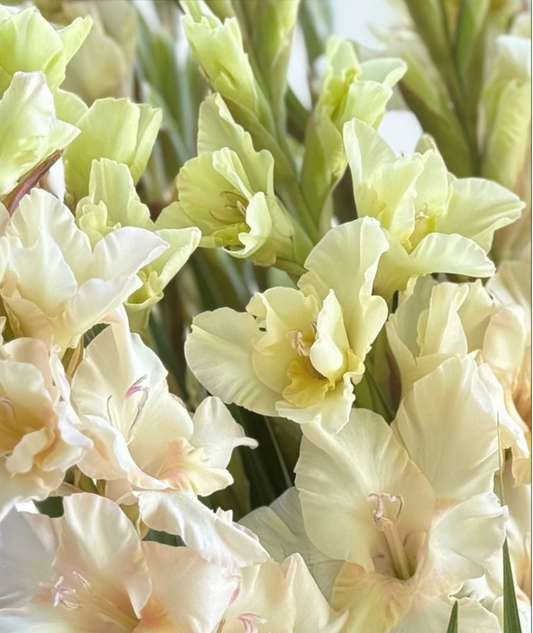 Gladiolus Jean Harlow