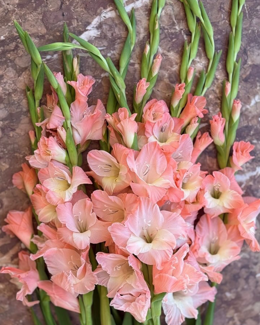 Gladiolus Karma