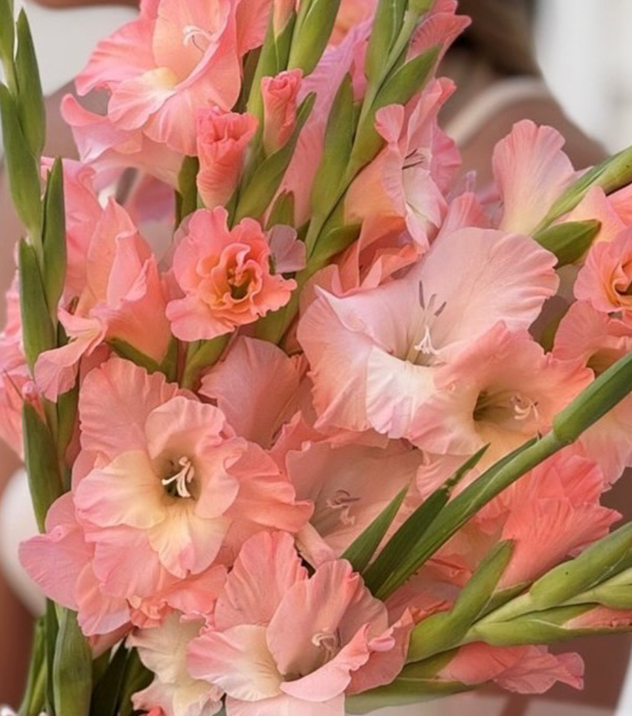 Gladiolus Karma