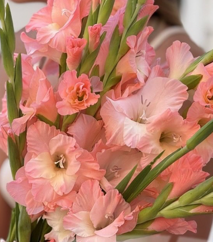 Gladiolus Karma