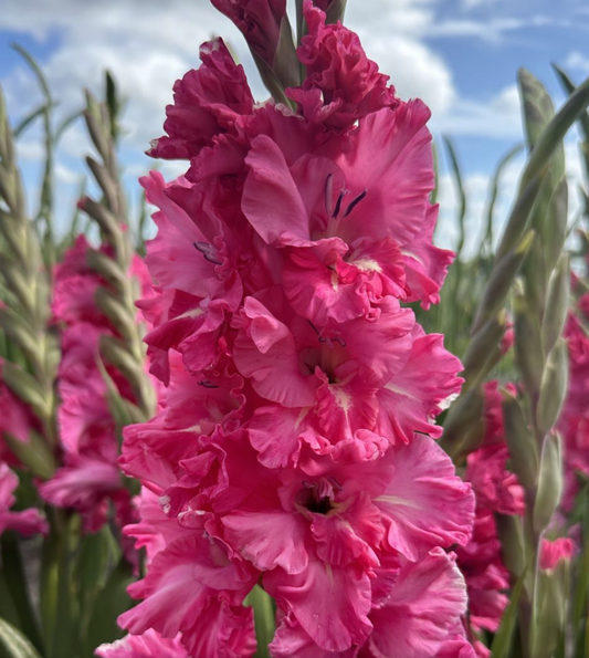 Gladiolus Kingston Ruffle