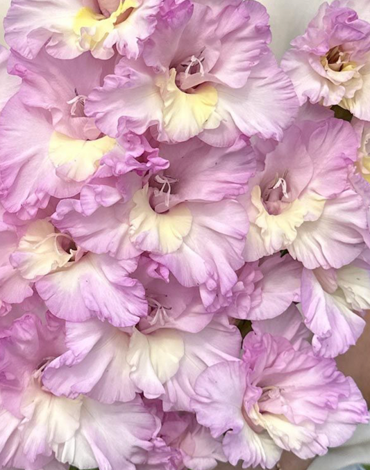 Gladiolus Magenta Princess