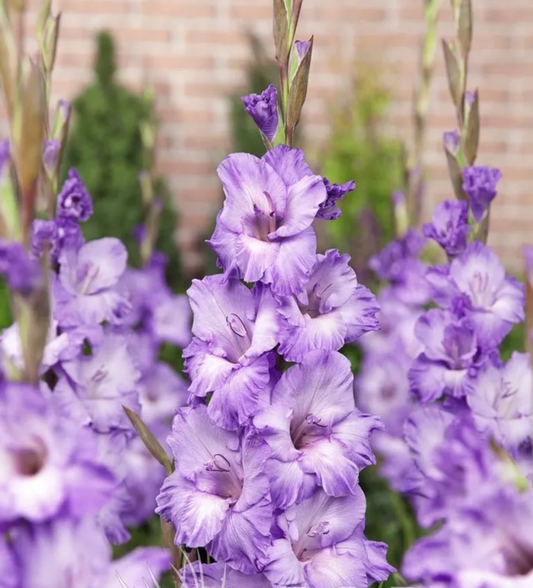 Gladiolus Milka