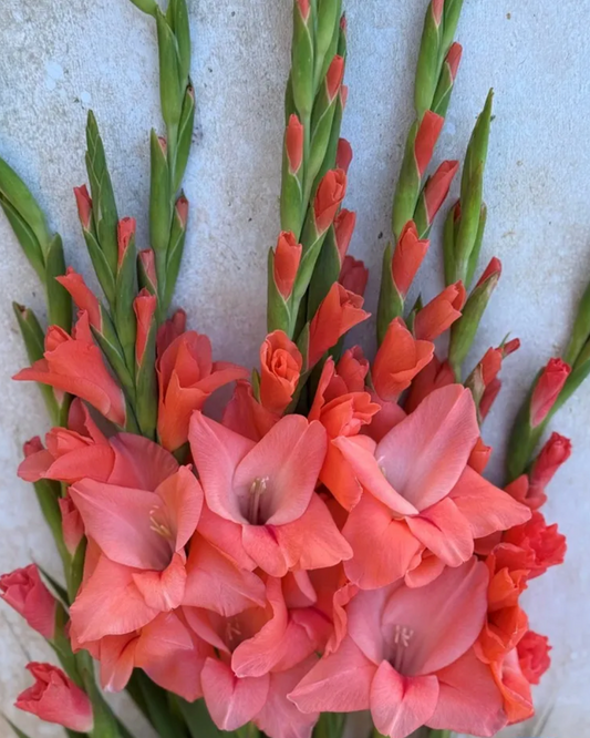 Gladiolus New Release