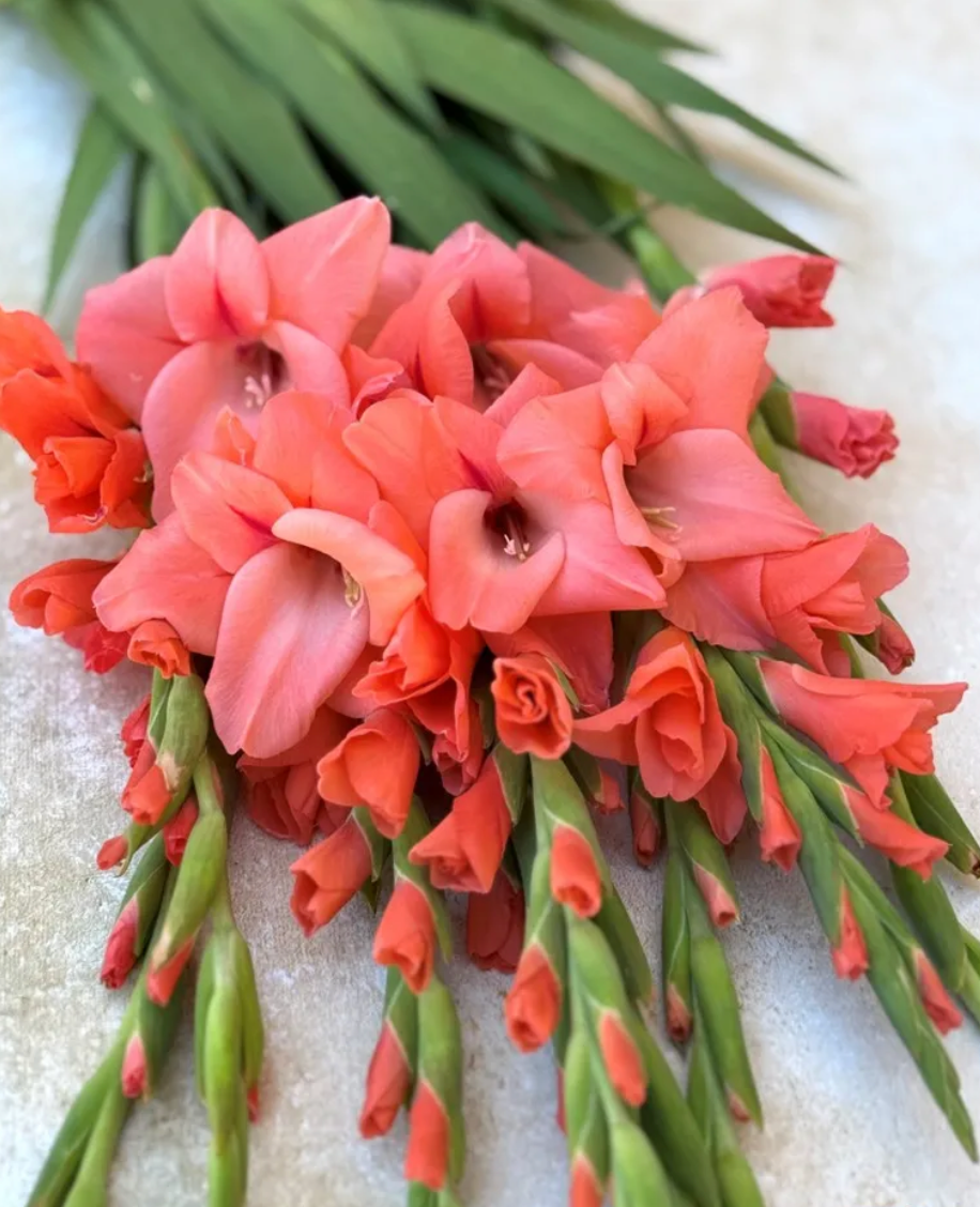 Gladiolus New Release