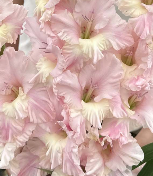 Gladiolus Pink Lightning