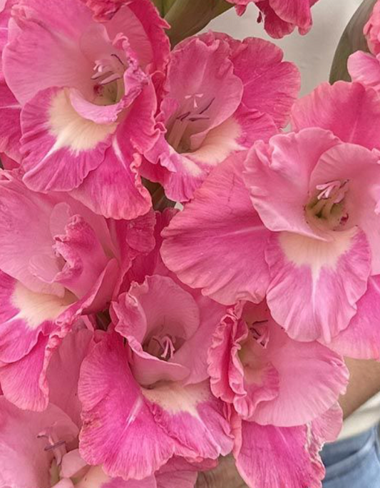 Gladiolus Pink Parrot