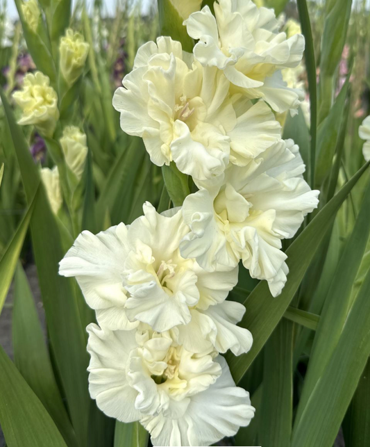Gladiolus Sweet Crystal
