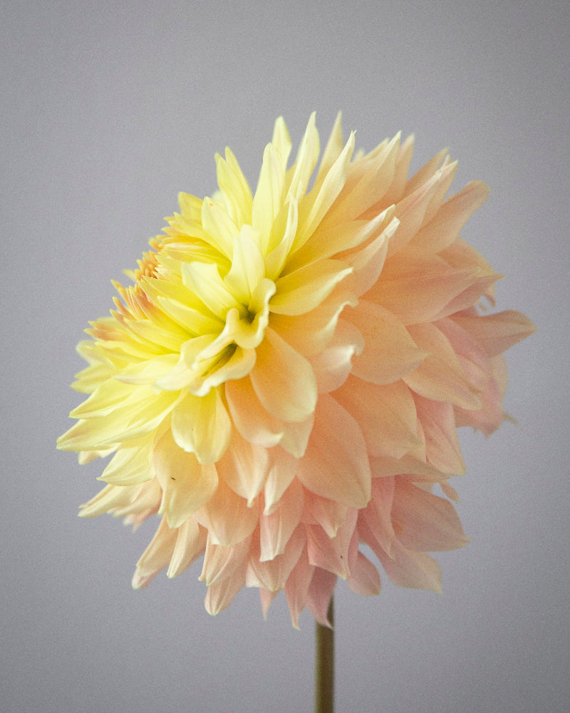 Hapet Coral Charm (Cutting)