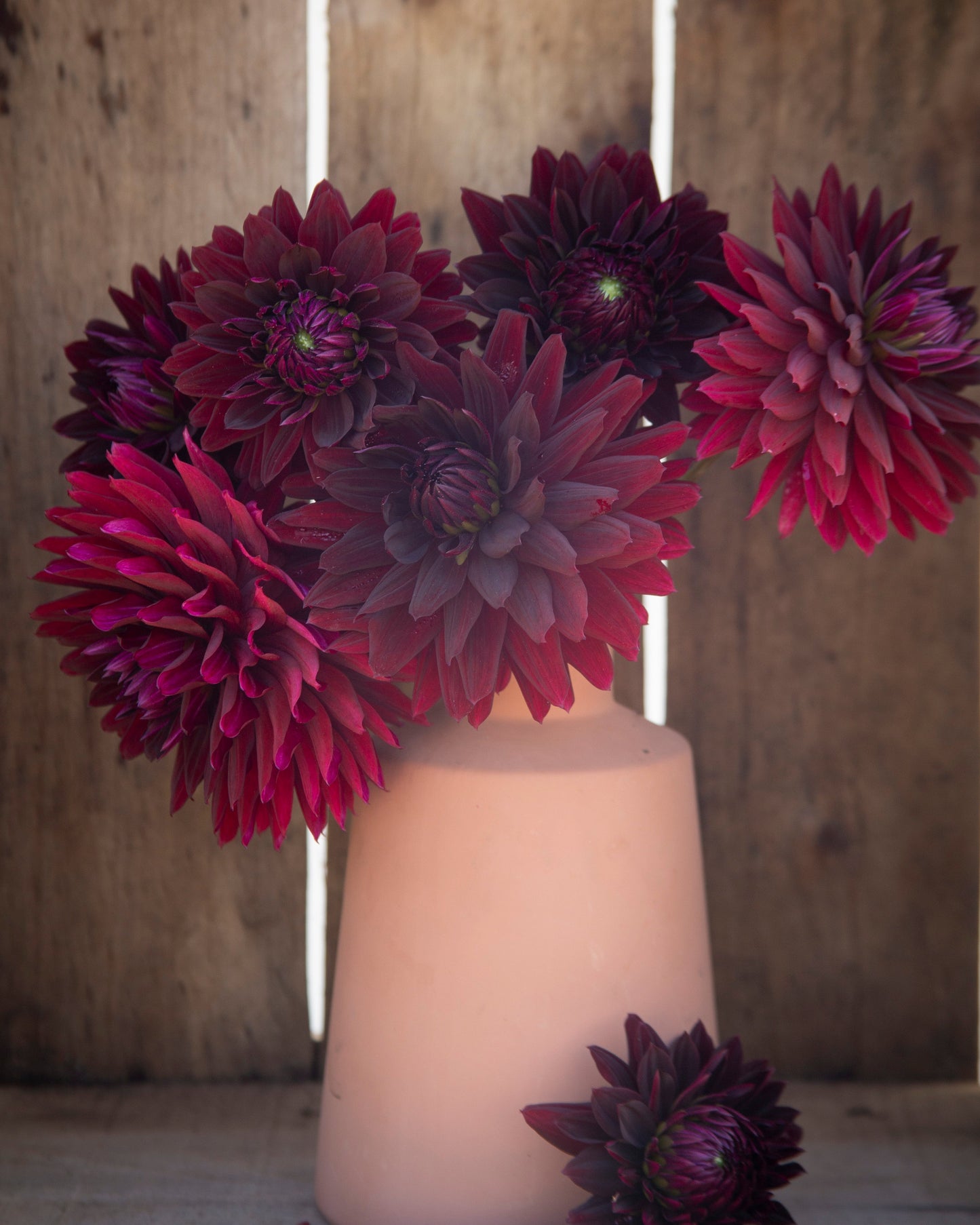 A bouquet of deep burgundy and purple dahlia flowers arranged in a matte blush pink vase, set against a rustic wooden plank background.