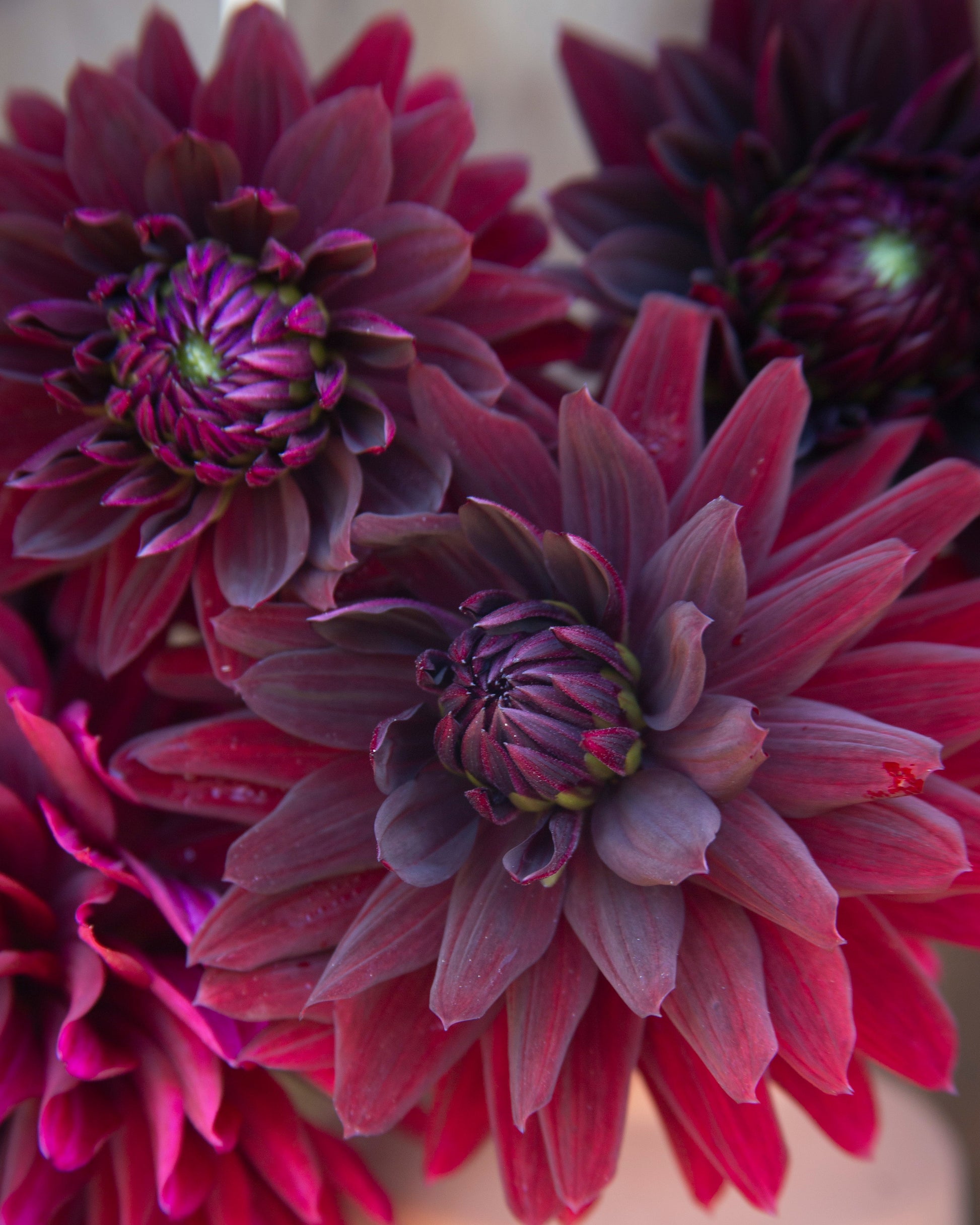 Close-up of dark burgundy and deep magenta dahlias in full bloom, with a soft beige container visible at the bottom.