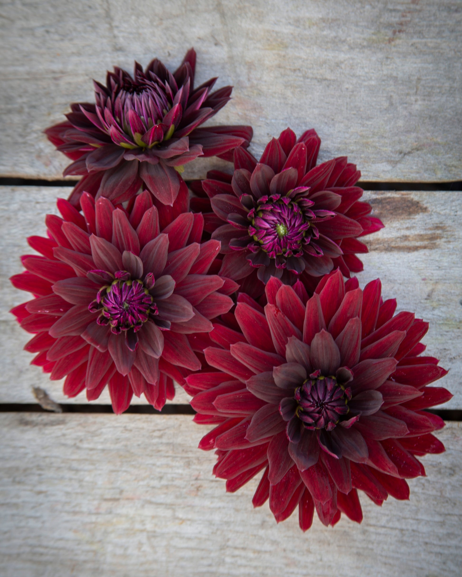 Four dark red dahlia flowers arranged on a weathered light gray wooden surface.
