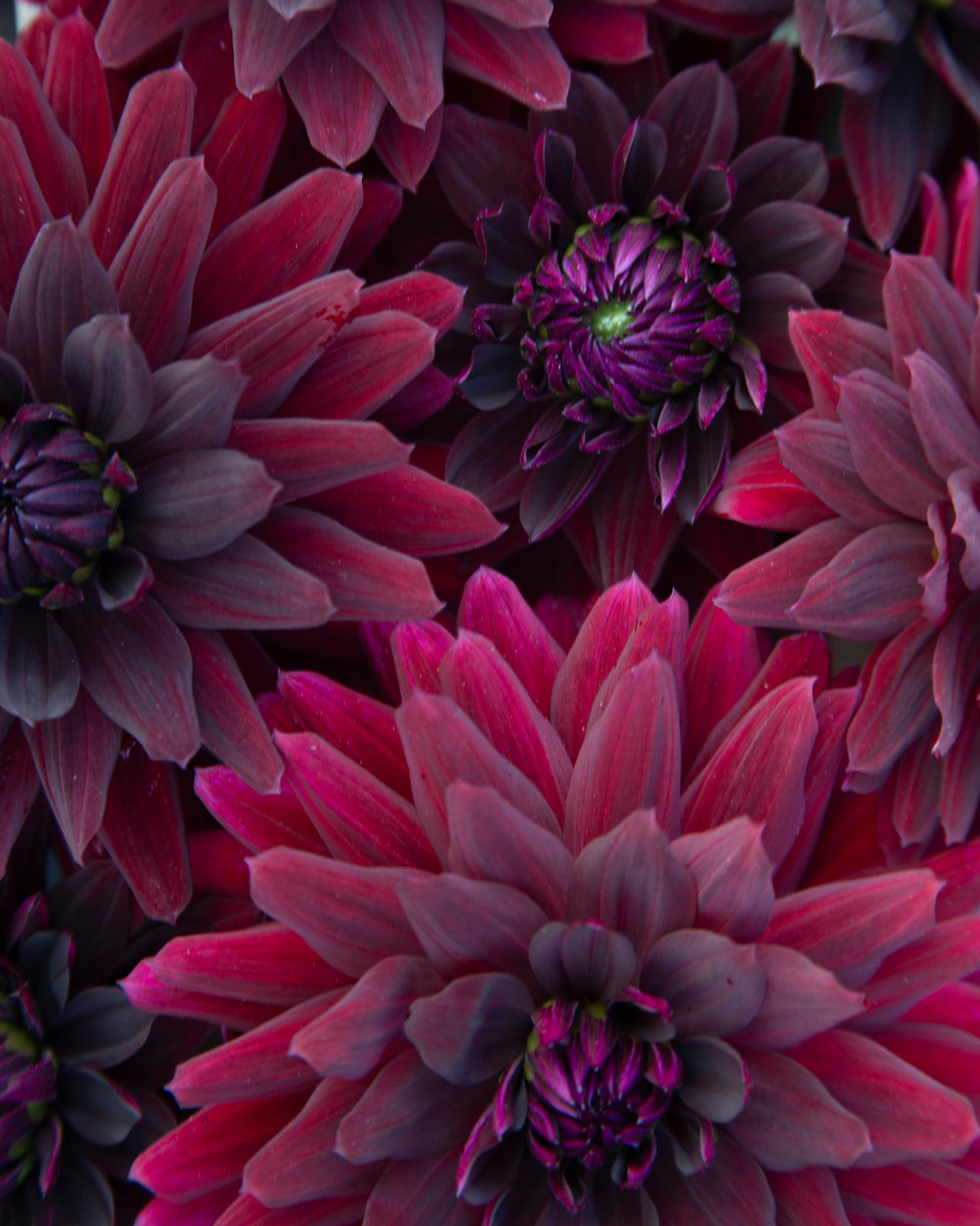 Close-up of dark magenta and deep purple dahlia flowers filling the frame.