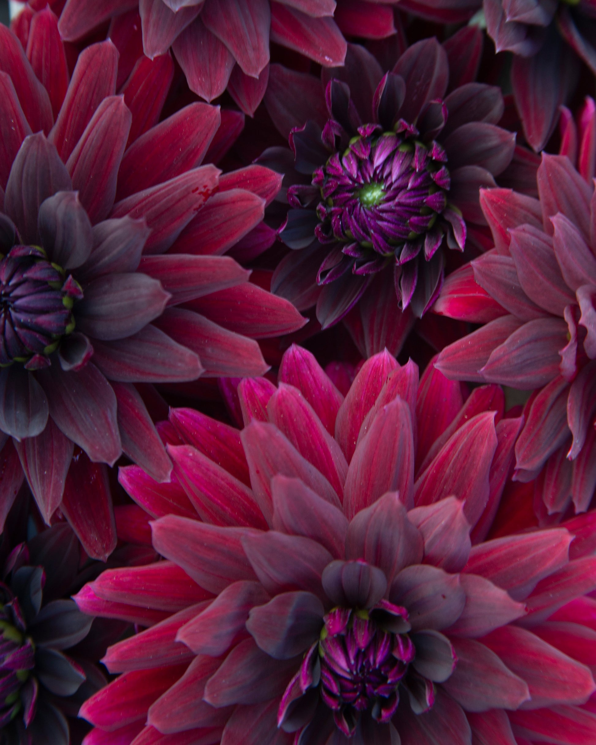 Close-up of dark magenta and deep purple dahlia flowers filling the frame.