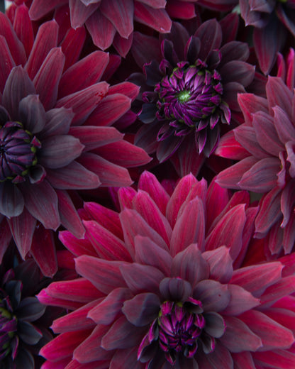 Close-up of dark magenta and deep purple dahlia flowers filling the frame.