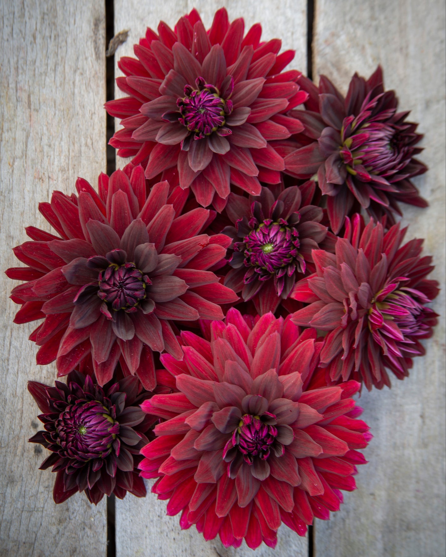 A cluster of dark red and burgundy dahlia flowers arranged on a light gray weathered wood plank background.