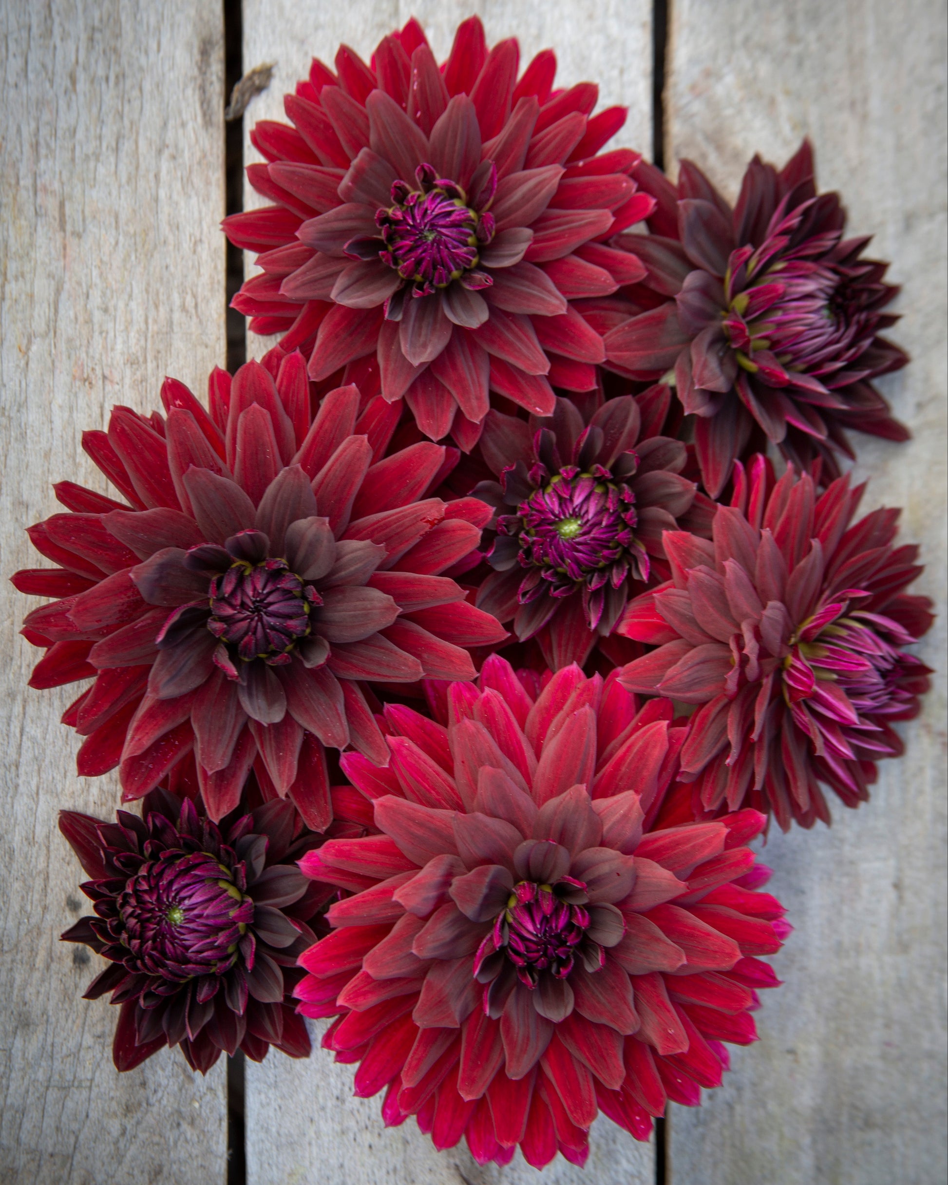 A cluster of dark red and burgundy dahlia flowers arranged on a light gray weathered wood plank background.