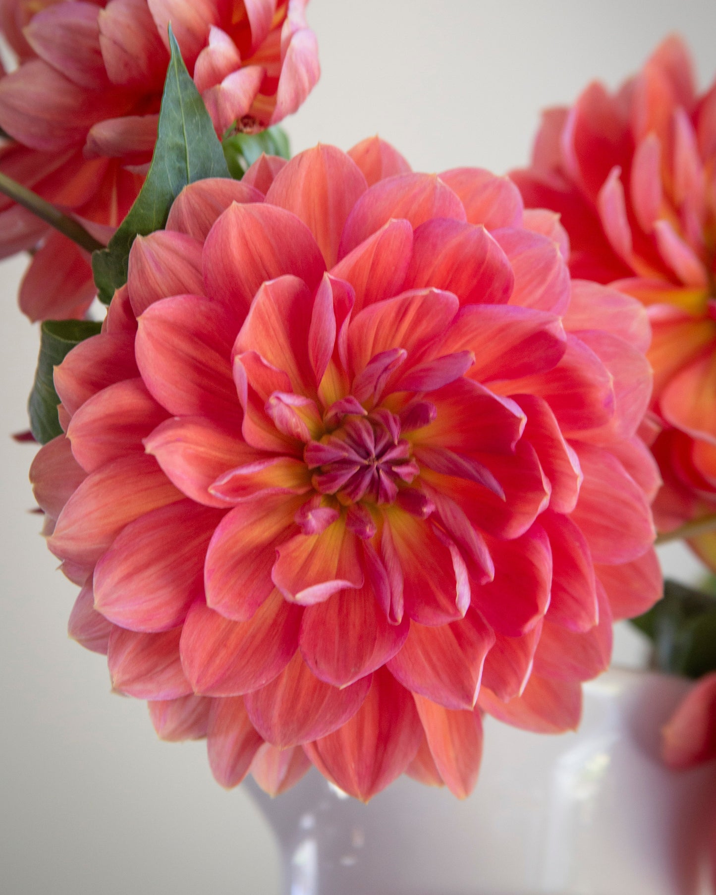 A close-up of a large pink and orange dahlia flower in bloom, with other similar flowers blurred in the background against a soft light gray wall.