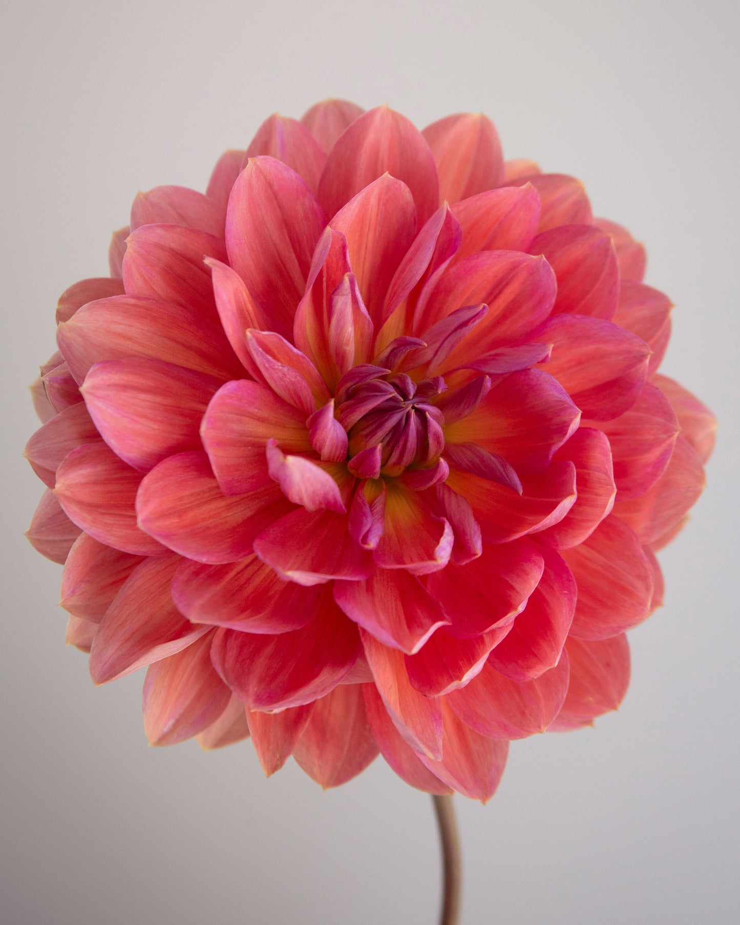 A single pink dahlia flower with layered petals and a darker magenta center, photographed against a plain light gray background.