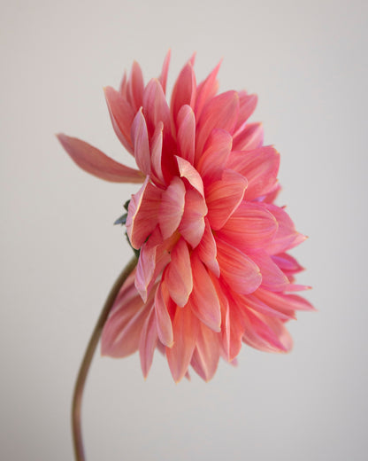 A single pink dahlia flower with layered petals on a slender stem, photographed against a plain light gray background.