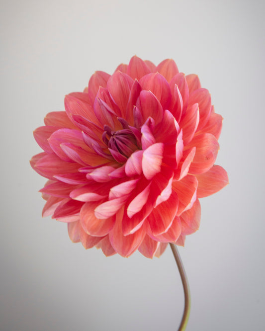 A single pink dahlia flower with layered petals on a thin stem, photographed against a soft light gray background.