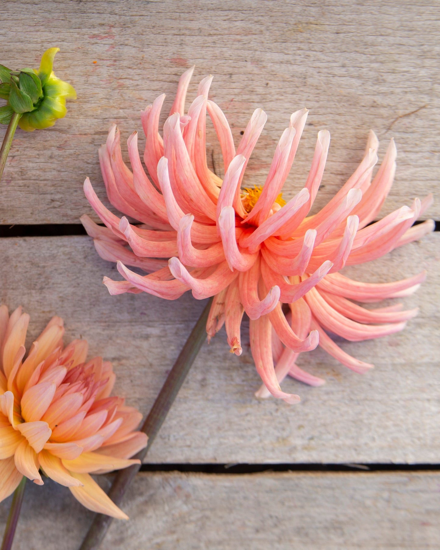 Three peach-pink dahlia flowers with yellow centers arranged on a weathered gray wooden surface.