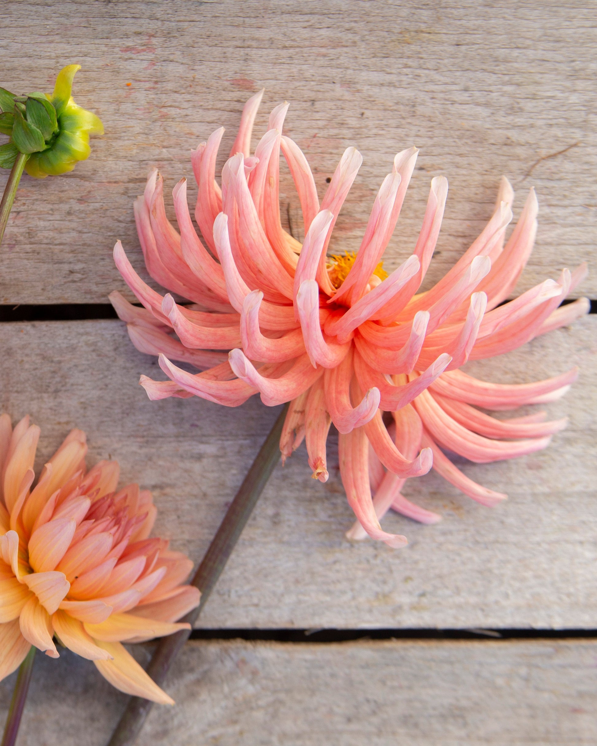 Three peach-pink dahlia flowers with yellow centers arranged on a weathered gray wooden surface.