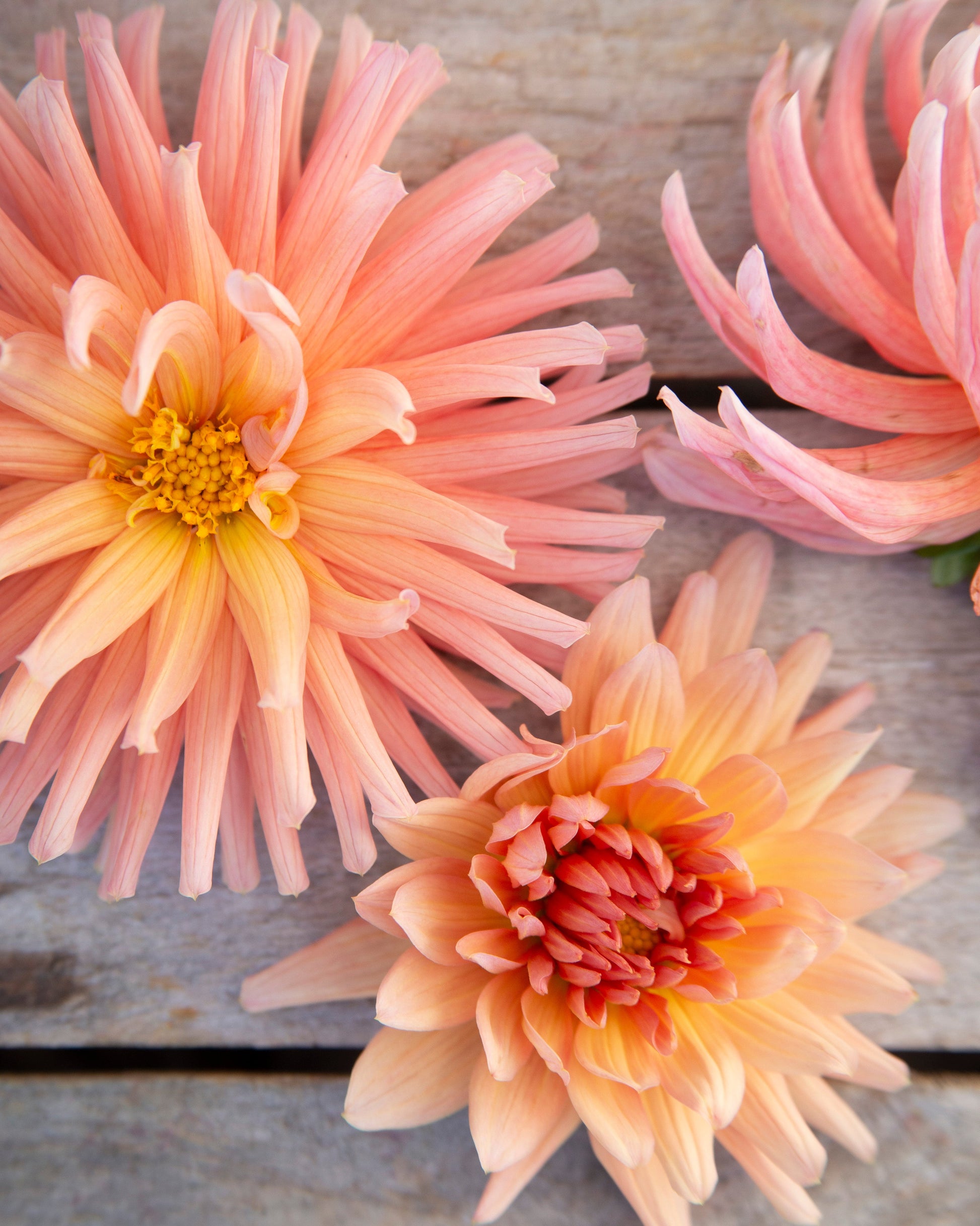 Three peach and pink dahlia flowers with yellow centers arranged on a rustic weathered wood surface.