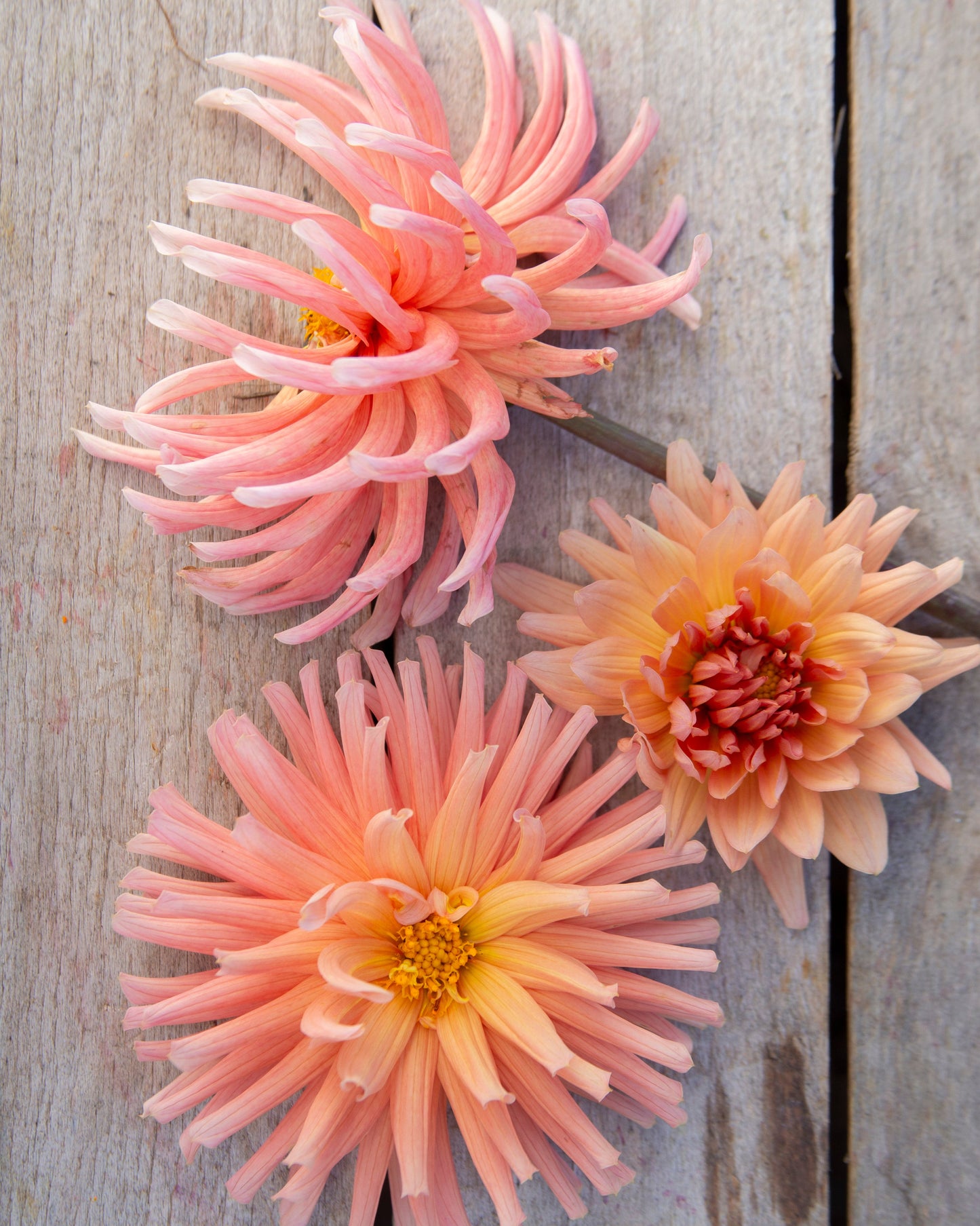 Three artificial chrysanthemum-style flowers in soft peach, pink, and cream tones arranged on a weathered light wood surface.