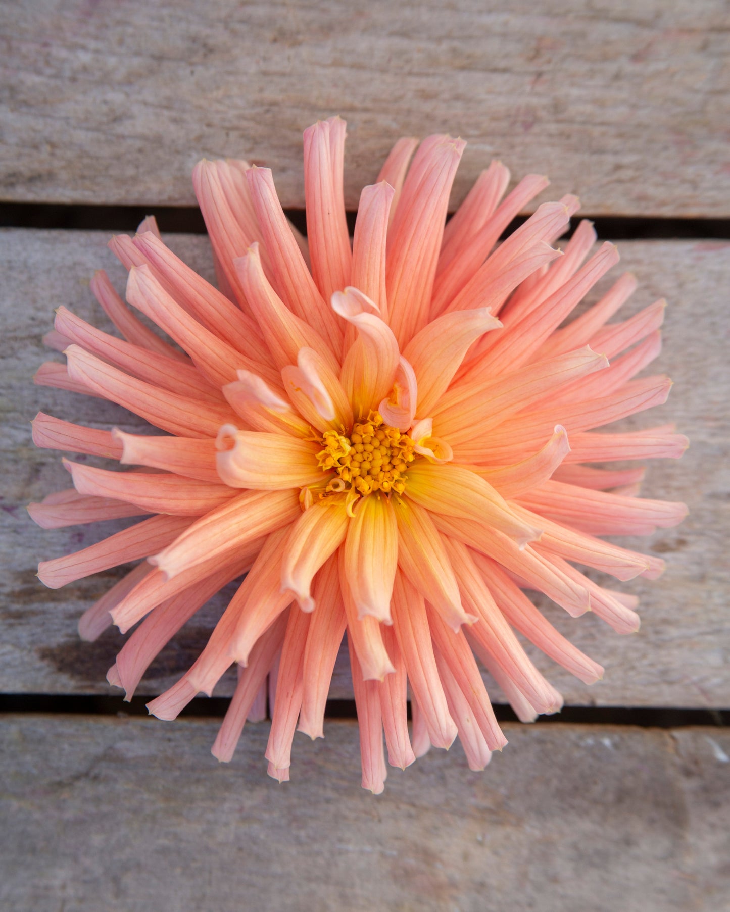 A single peach-pink dahlia flower with a yellow center, photographed from above on weathered gray wooden planks.
