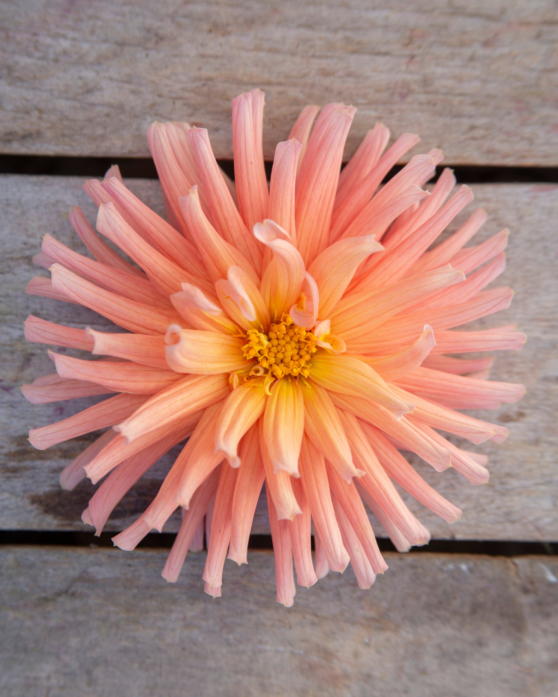 A single peach-pink dahlia flower with a yellow center, photographed from above on weathered gray wooden planks.