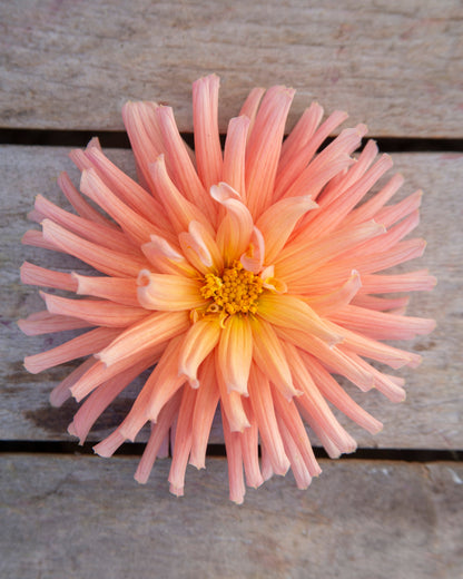 A single peach-pink dahlia flower with a yellow center, photographed from above on weathered gray wooden planks.