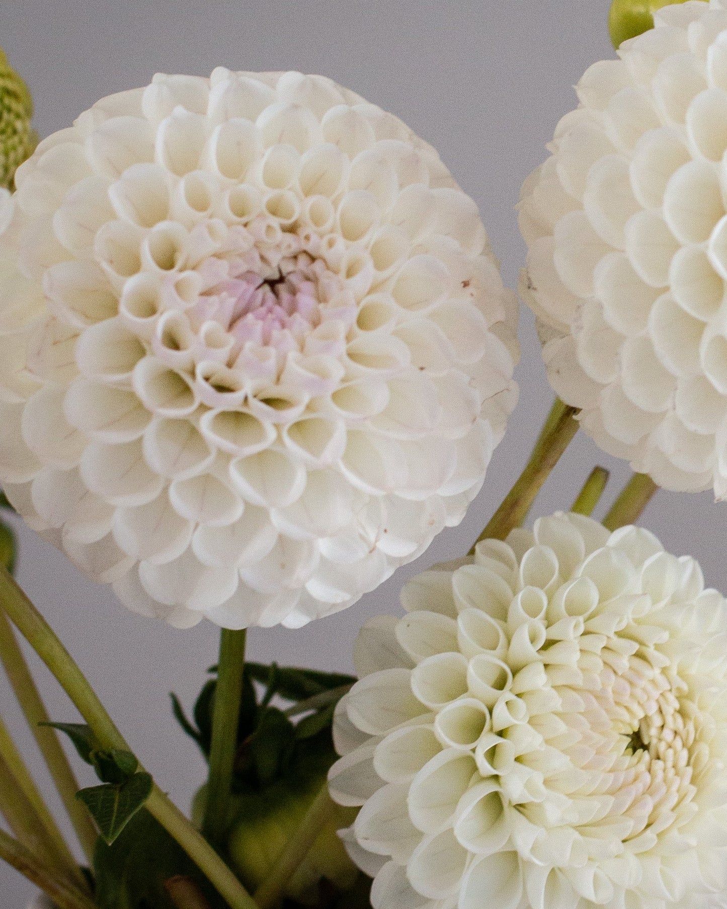 Four large white dahlia flowers with green stems and buds, photographed against a soft gray studio background.