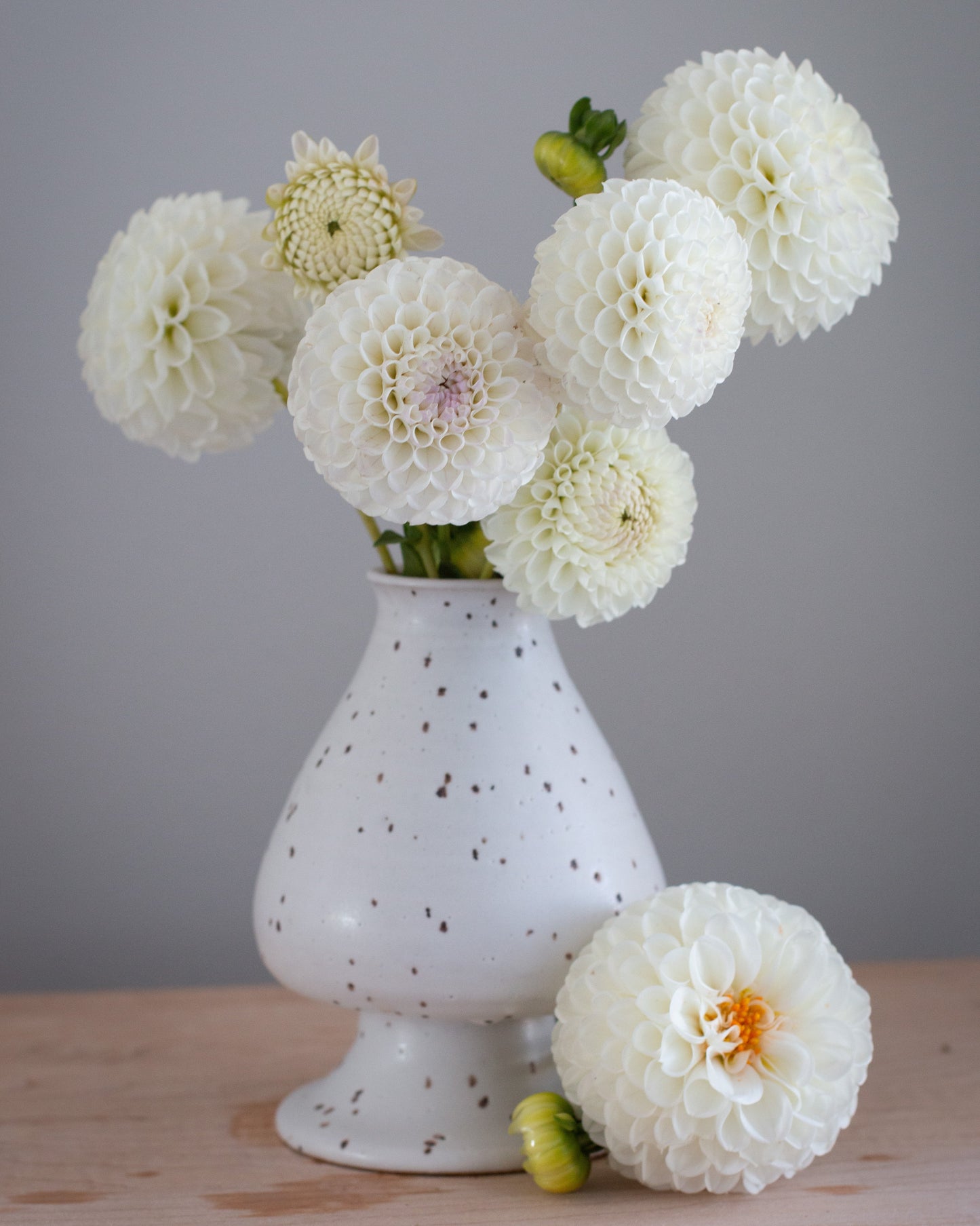 White dahlia flowers arranged in a speckled white ceramic vase on a light wooden surface against a neutral gray background.