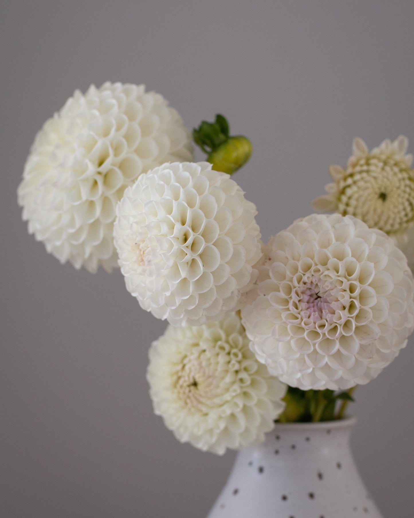 White dahlia flowers arranged in a white speckled ceramic vase against a solid gray background.